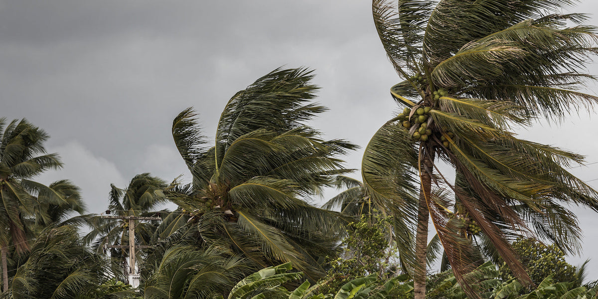 Palm trees blowing with stormy sky behind them