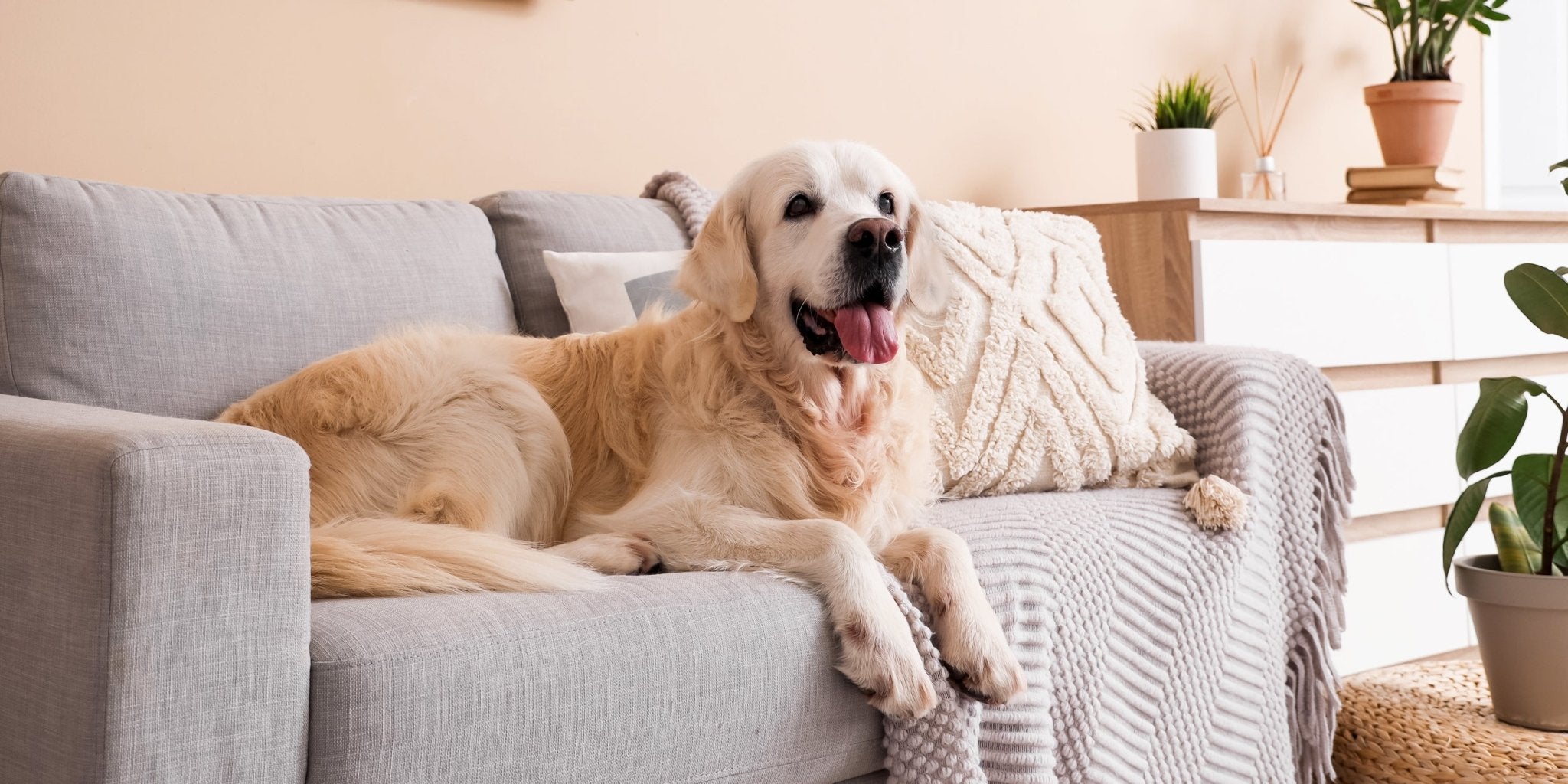 7 Ways to Keep Your Home Stylish When You Have Pets - Levoit
