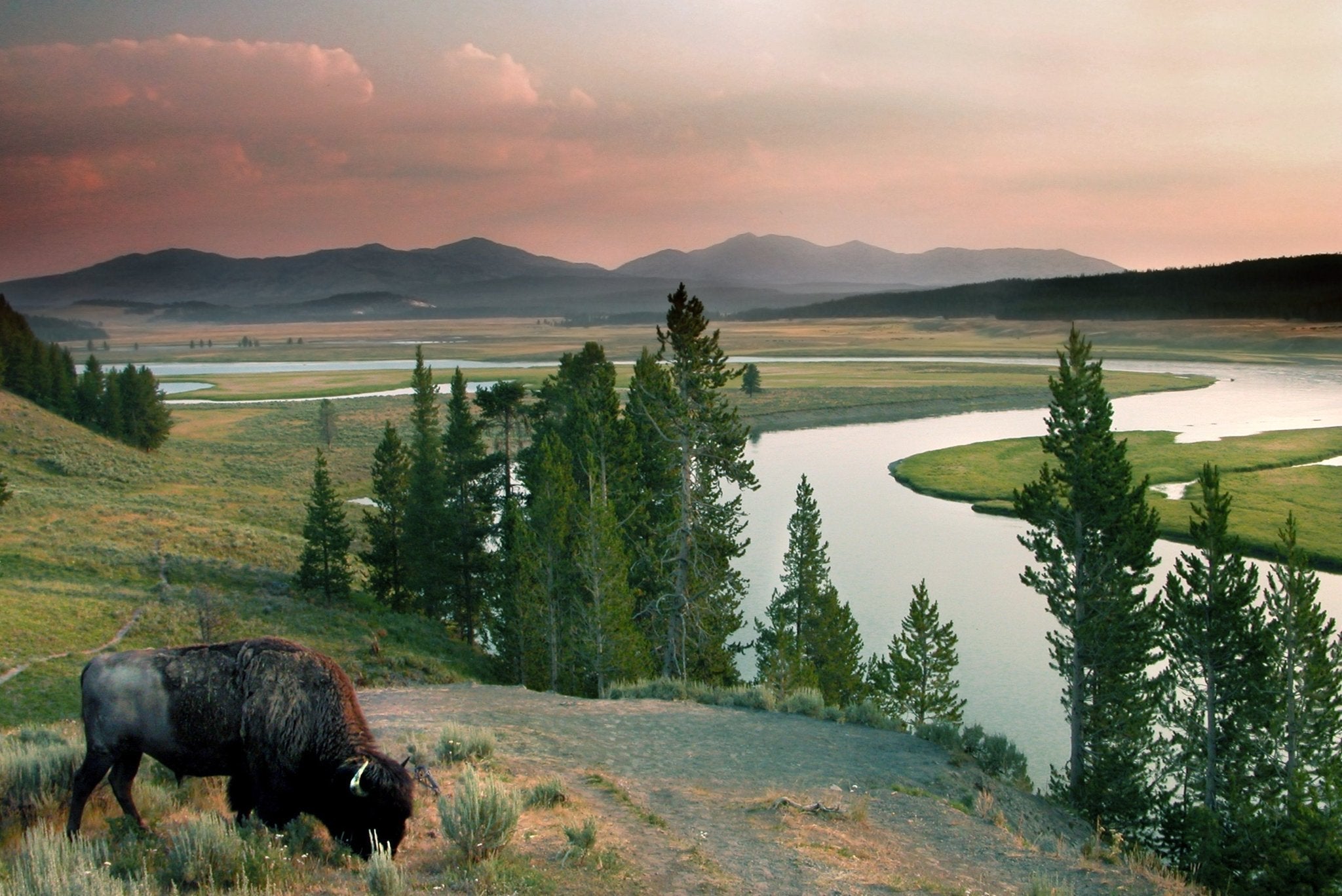 Air, Animals, and Plants: How Air Quality Affects Life Around Us - Levoit