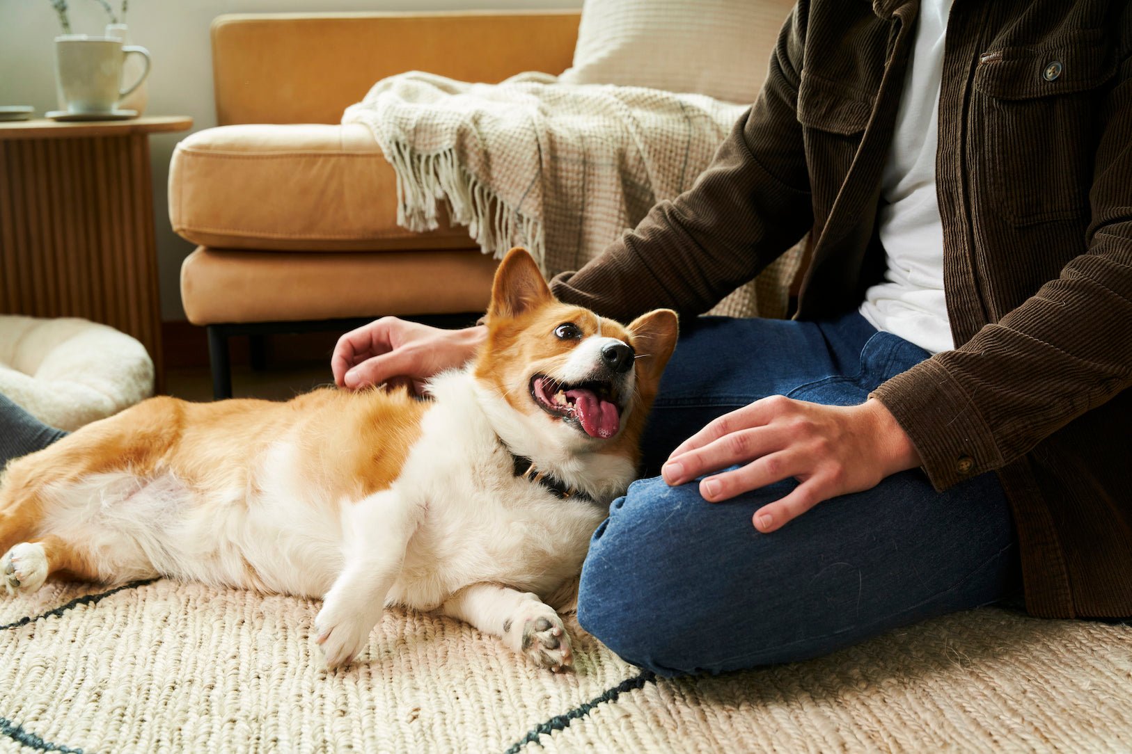 Best Vacuum for Pet Hair on Carpet: Getting Fur Out of Every Fiber - Levoit