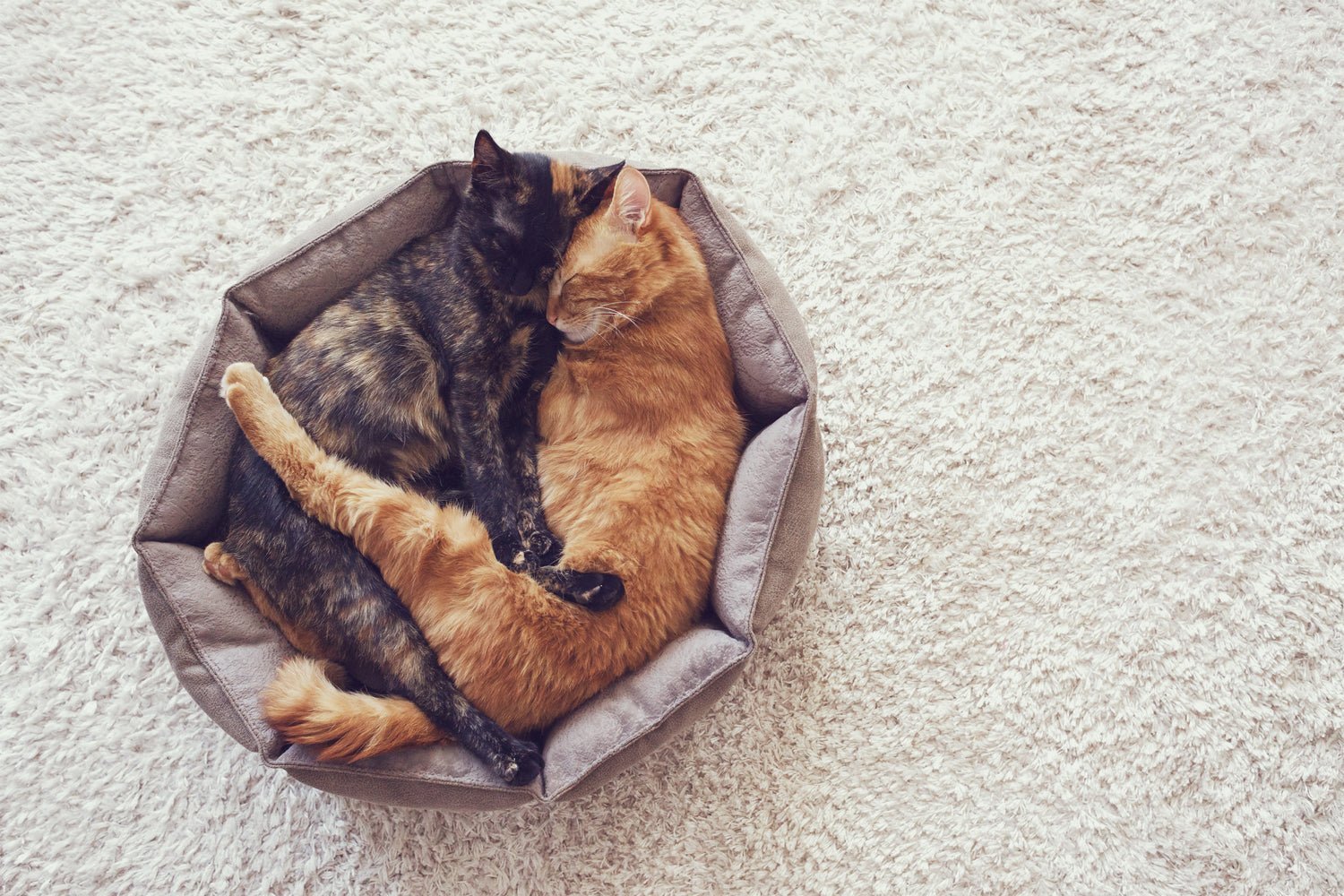 Cat Adoption 101 - Levoit