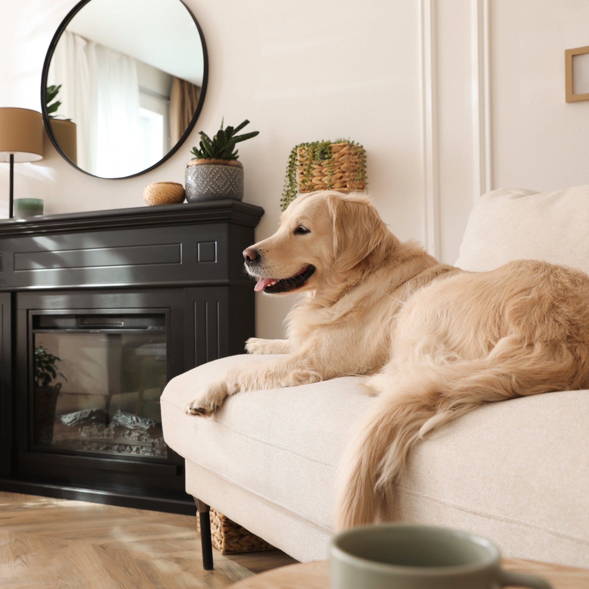 How to Prepare Your Pets for Wildfire Season - Levoit