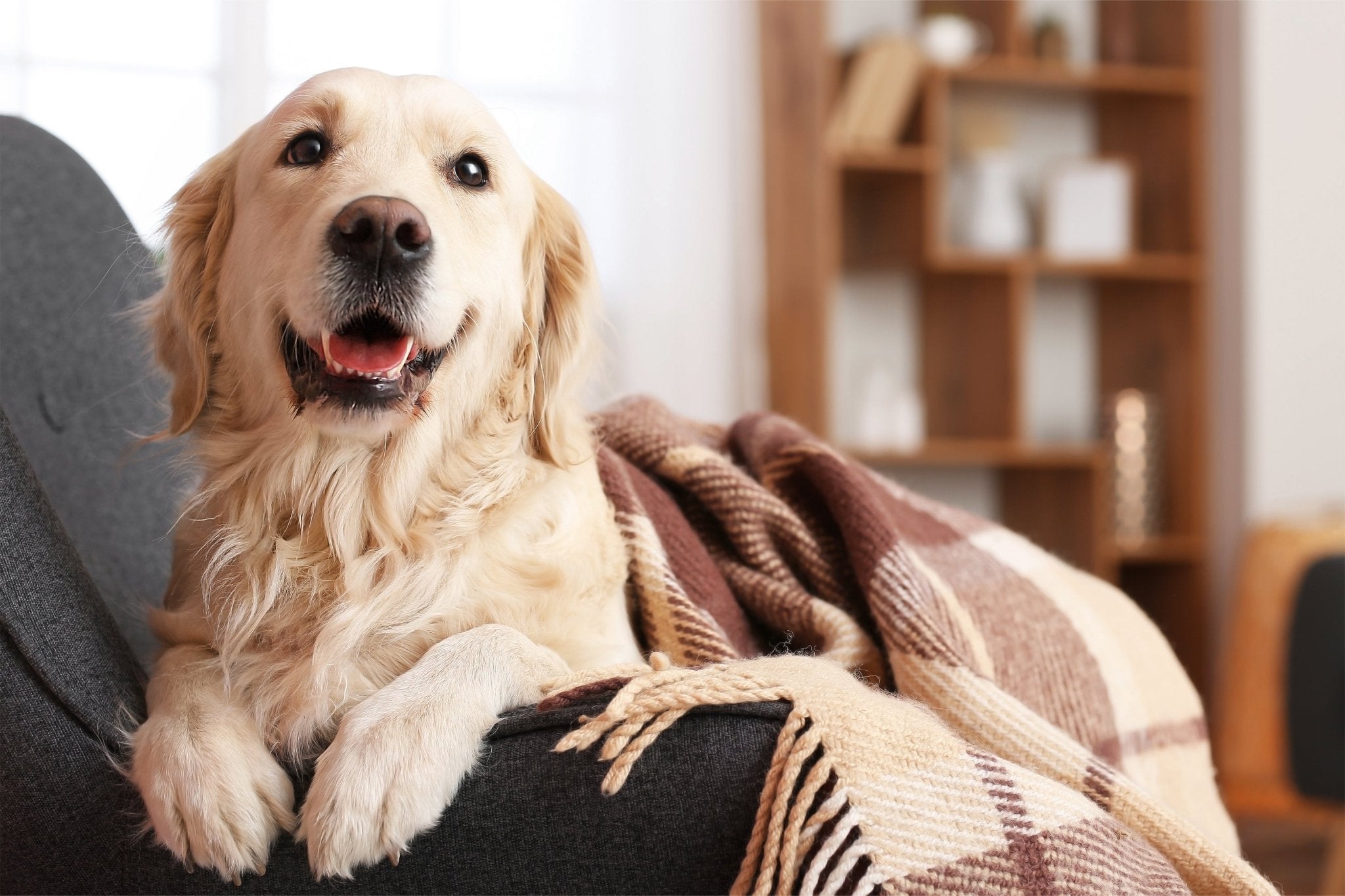 Pet Essentials for Pet Parents - Levoit