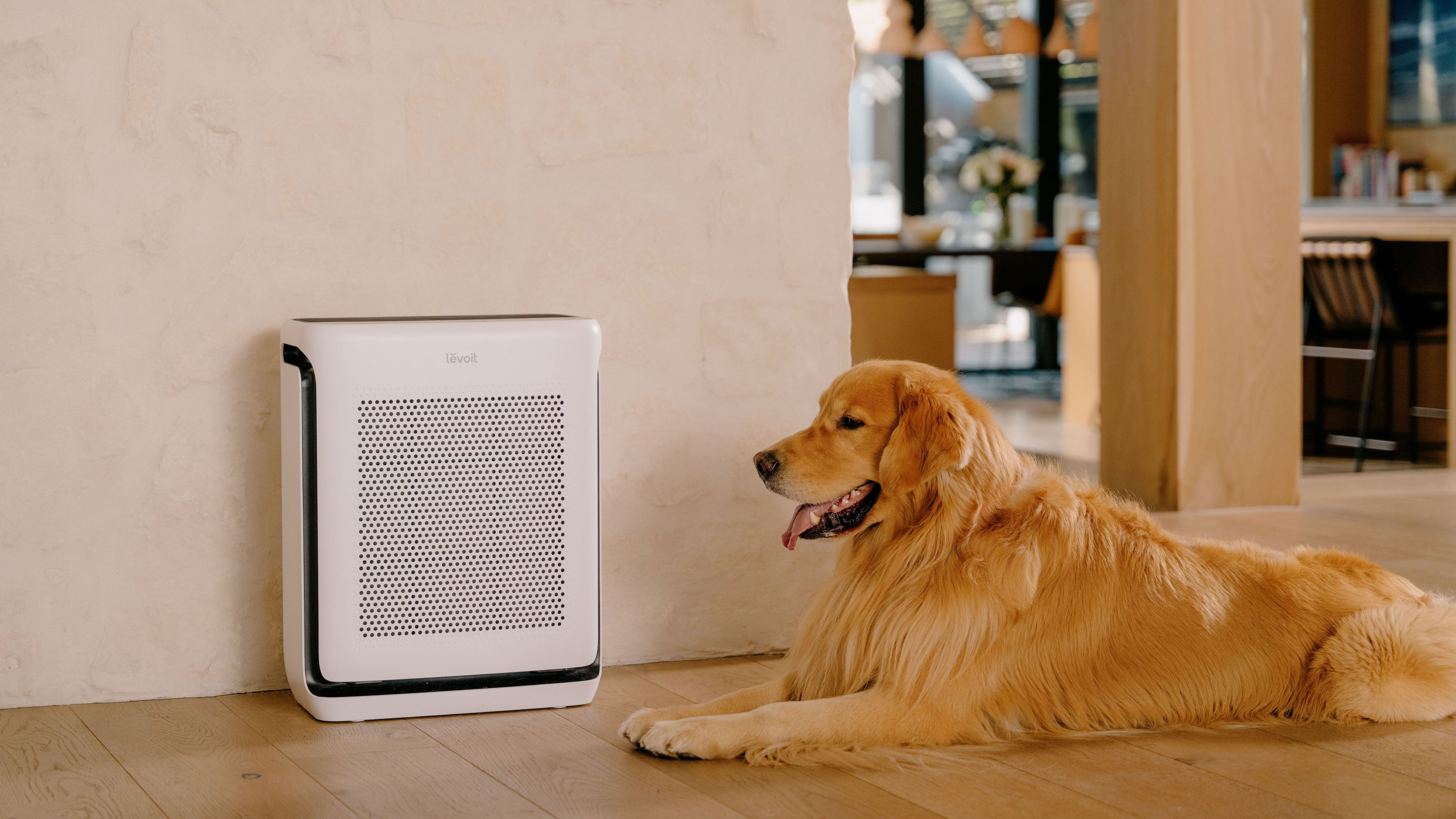 Dog laying next to air purifier