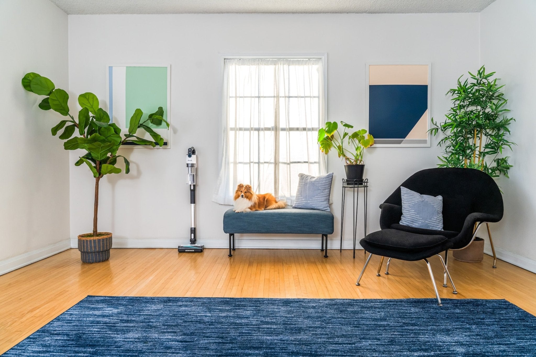 The Best Vacuum for Pet Hair and Hardwood Floors - Levoit