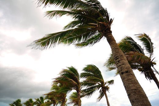 The Link Between Hurricanes & Air Quality - Levoit