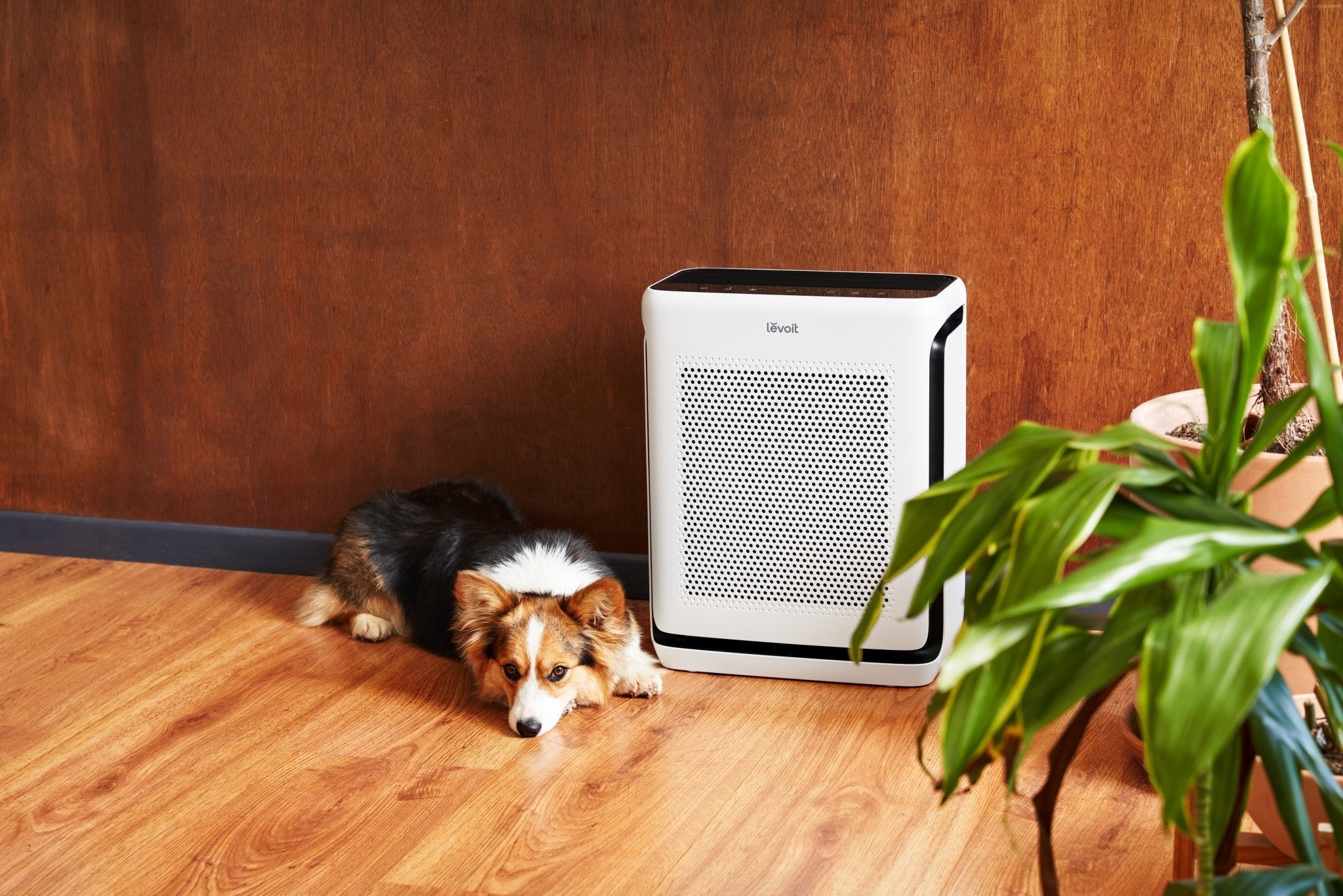 What to do About Fur, Dander, and Other Pet-Related Irritants - Levoit