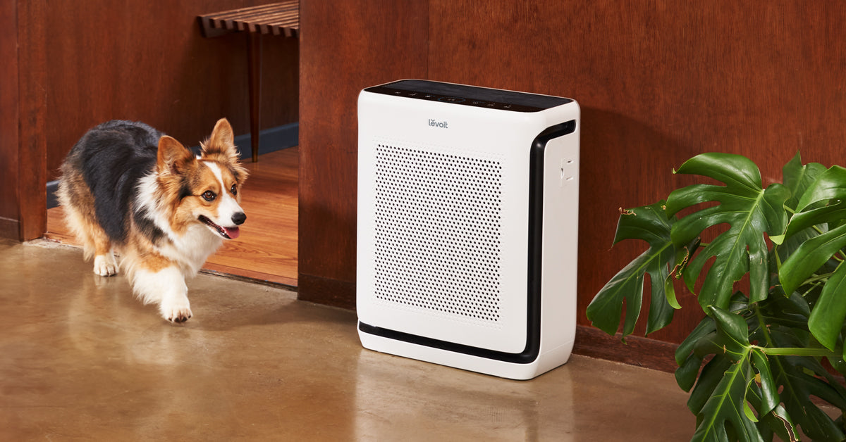 Explore Levoit Air Purifiers